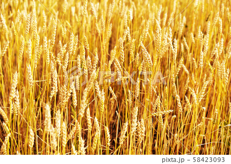 wheat field wheat field 58423093
