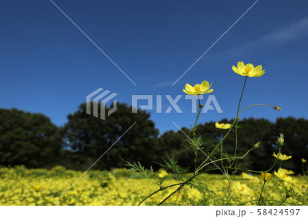 青空と黄色いコスモス畑 58424597