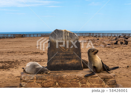 Seals at the Cape Cross Seal Reserve in Skeleton Coast, Namibia Seals at the Cape Cross Seal Reserve in Skeleton Coast, Namibia 58426001