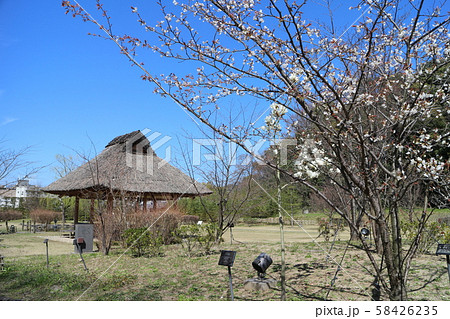 湯築城跡(道後公園) 湯築城跡(道後公園) 58426235