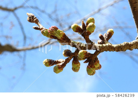 湯築城跡（道後公園）のソメイヨシノ標本樹の蕾 58426239