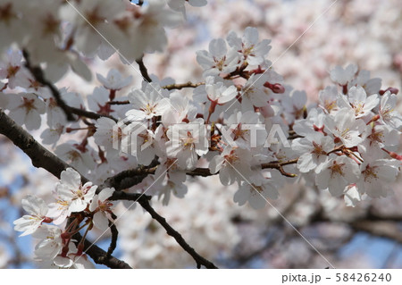 松山市石手川公園に咲く満開の桜 松山市石手川公園に咲く満開の桜 58426240