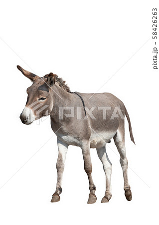 donkey isolated on white background 58426263