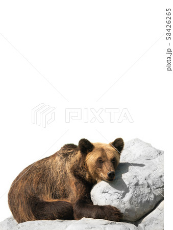 bear cools down on a stone isolated bear cools down on a stone isolated 58426265