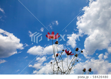 植物 風景 コスモス 58426480