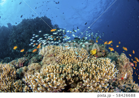 Maldives corals house for Fishes 58426688