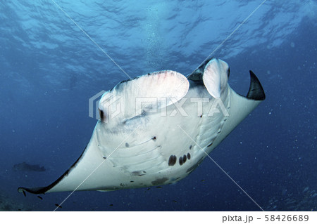 Manta underwater in the blue ocean background 58426689
