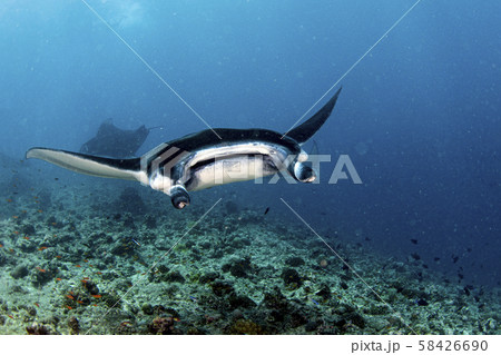 Manta underwater in the blue ocean background 58426690