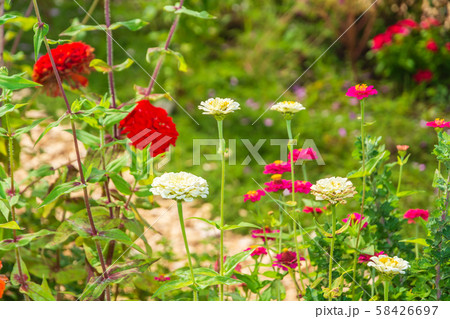 夏、秋の花　ジニア 58426697