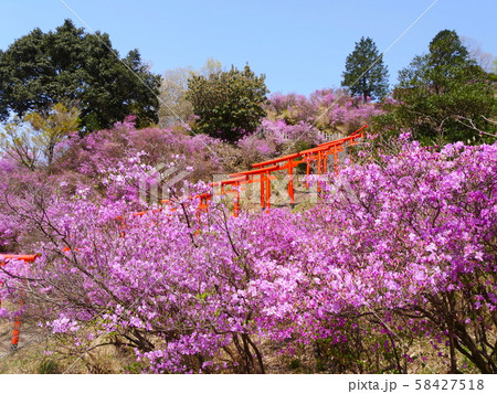獅子崎稲荷神社のミツバツツジの群落/「日本三景」天橋立、雪舟観の地/京都府宮津市獅子崎 58427518