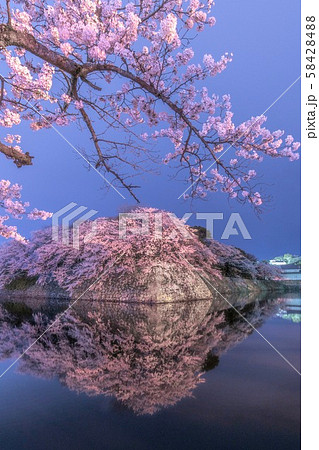《滋賀県》彦根城の夜桜 58428488