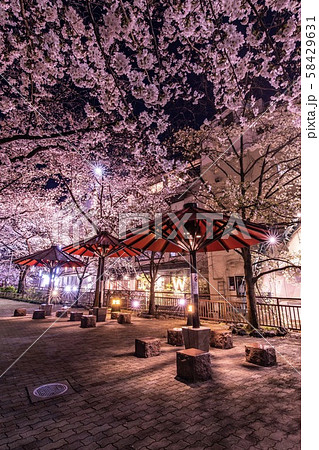 《京都》祇園白川に咲く夜桜 58429631