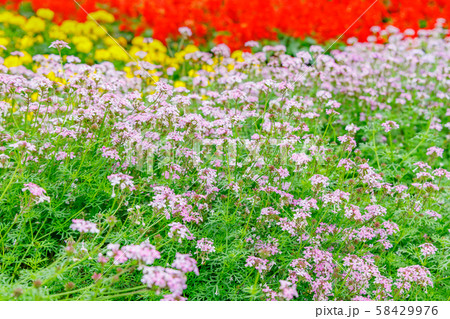 瑞々しい沢山の綺麗な花 瑞々しい沢山の綺麗な花 58429976