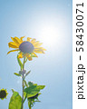 対馬　ひまわり 58430071