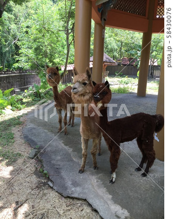 台湾の動物園にて 台湾の動物園にて 58430076