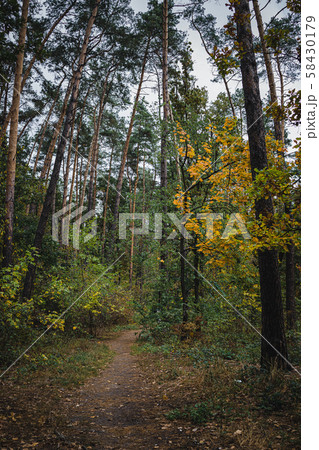 Path in autumn forest in sunny day. Selective Path in autumn forest in sunny day. Selective 58430179