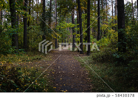 Path in autumn forest in sunny day. Selective 58430378