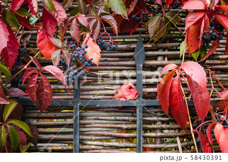 bright red autumn leaves and berries of blue wild bright red autumn leaves and berries of blue wild 58430391
