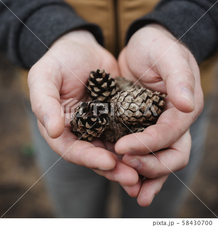 fir cones in male hands. Top view, close-up, blur. 58430700