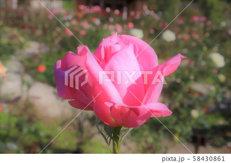 バラ プリンセス・マーガレット Princesse Margaret バラ プリンセス・マーガレット Princesse Margaret 58430861