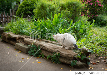 野良猫 野良猫 58430922