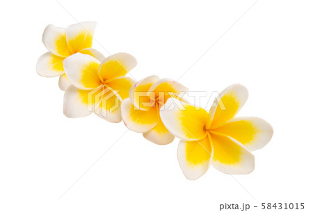 beautiful frangipani flower isolated 58431015