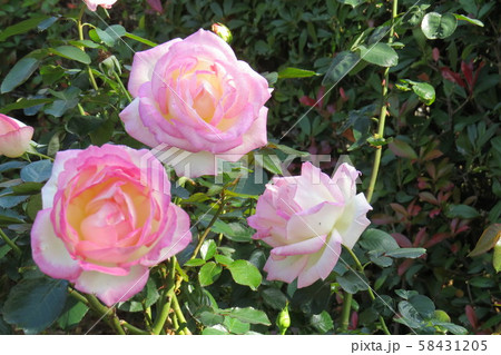 バラ プリンセス・ドゥ・モナコ Princess de Monaco バラ プリンセス・ドゥ・モナコ Princess de Monaco 58431205