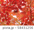 北海道の紅葉 58431256