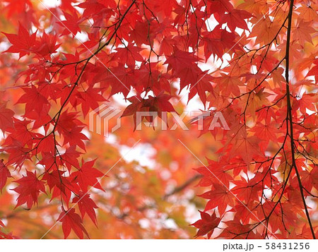 北海道の紅葉 北海道の紅葉 58431256