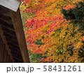北海道の紅葉 58431261