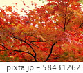 北海道の紅葉 58431262