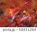 北海道の紅葉 58431264