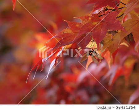 北海道の紅葉 北海道の紅葉 58431264