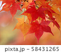 北海道の紅葉 58431265