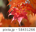 北海道の紅葉 58431266