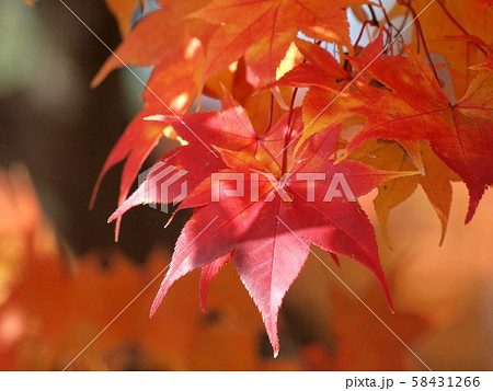 北海道の紅葉 58431266