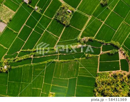 Aerial view of rice fields. Natural textures in Bali. Aerial view of rice fields. Natural textures in Bali. 58431369