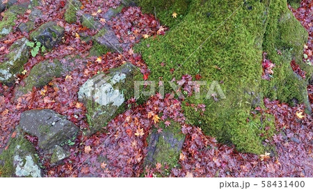 落ち葉の紅葉 58431400