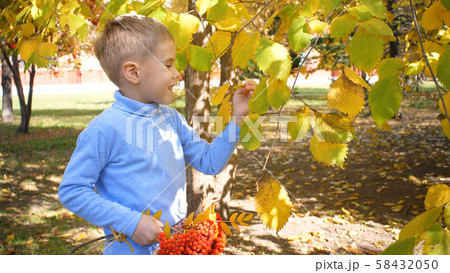 A child in the autumn Park plays and laughs merrily, he plays with yellow leaves and Rowan berries A child in the autumn Park plays and laughs merrily, he plays with yellow leaves and Rowan berries 58432050