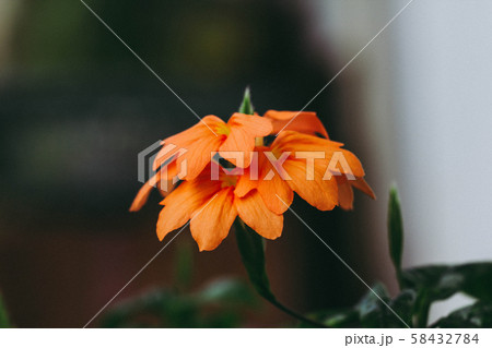 Orange flower bouquet with warm light,selective focus 58432784