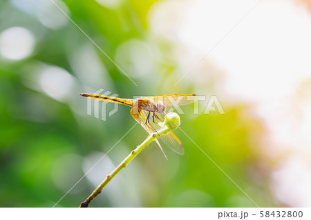 Close up detail of dragonfly. dragonfly image is wild with blur green background.  58432800