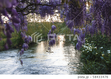Blooming purple wisteria above the river on sunset 58433476