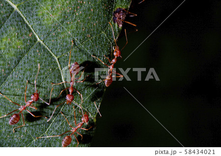 Red ant walking on green leaf have light from 58434021