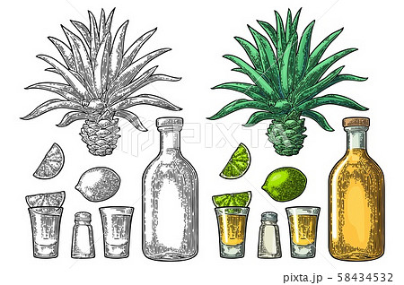 Glass and botlle of tequila. Cactus, salt, lime 58434532