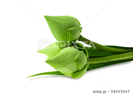 Fresh green lotus flower at white background, Scientific names are Nelumbo spp 58435047