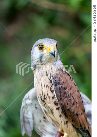 Close-up of Lesser Kestrel or Falco Naumanni 58435869