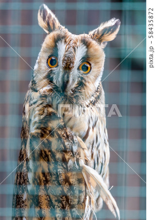 Long-eared Owl posing behind bars Long-eared Owl posing behind bars 58435872