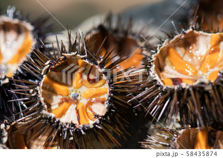 Fresh sea urchins, ricci di mare, on a rock, close up 58435874