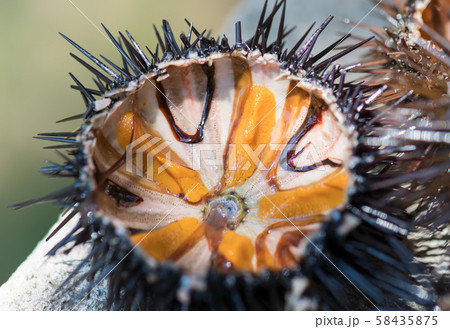 Fresh sea urchins, ricci di mare, on a rock, close up Fresh sea urchins, ricci di mare, on a rock, close up 58435875