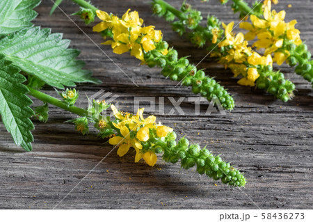 Fresh blooming agrimony plant on a table 58436273